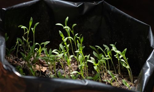 Gardening in Grow Bags 5 Tips for Success  Growing In The Garden