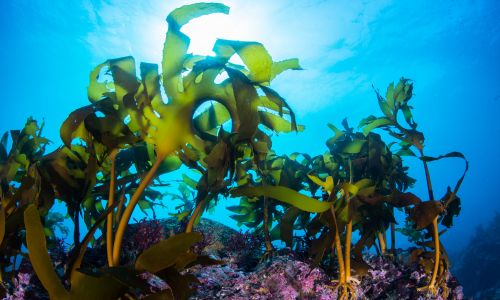 Seaweed: The Secret Ingredient for Thriving Plants and Gardens